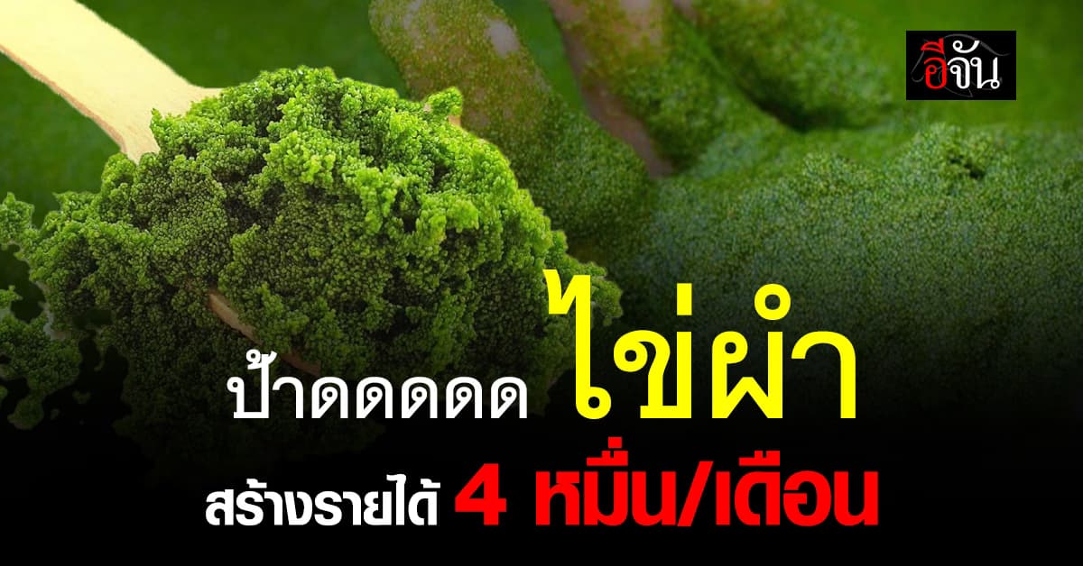 “เกษตร” หนุนผำสู่โปรตีนแห่งอนาคต เกษตรกรโคราชเลี้ยงขาย รายได้พุ่ง 4 หมื่น/เดือน