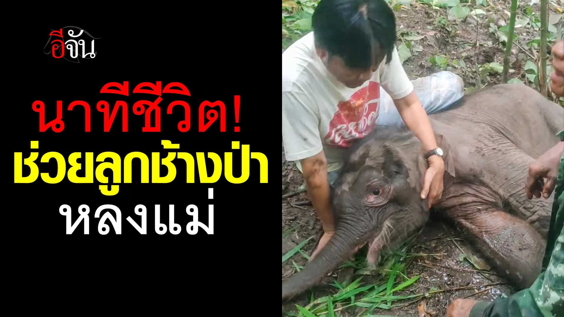 🎬 นาทีชีวิต! ช่วยลูกช้างป่า พลัดหลงแม่