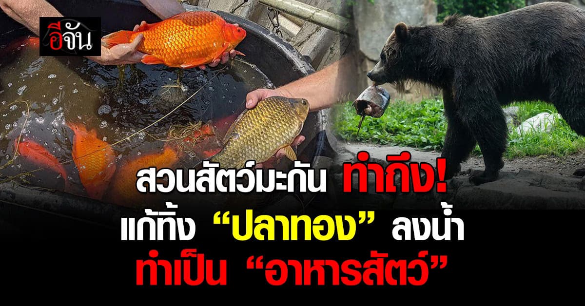 สวนสัตว์สหรัฐฯ แก้ทิ้ง “ปลาทอง” ลงน้ำ ทำเป็นอาหารสัตว์