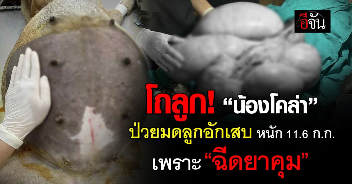 เห็นแล้วสงสาร! “น้องโคล่า” ป่วยมดลูกอักเสบจนท้องโต เพราะ  “ฉีดยาคุม” 