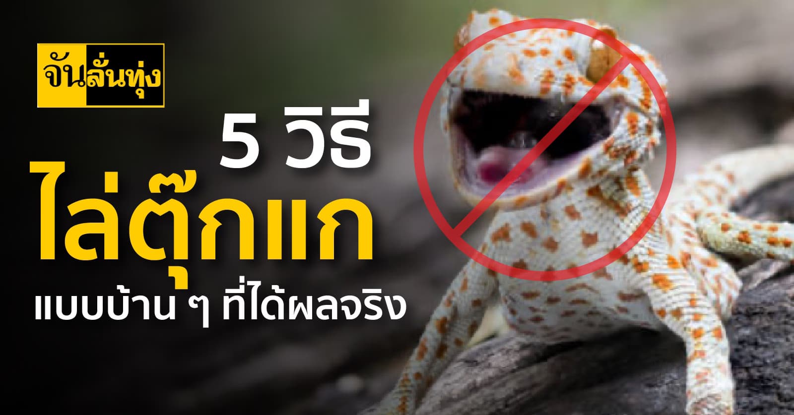 5 วิธีไล่ตุ๊กแกแบบบ้าน ๆ ที่ได้ผลจริง 