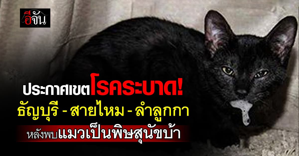 ประกาศเขตโรคระบาดชั่วคราว! ธัญบุรี-สายไหม-ลำลูกกา หลังพบแมวเป็นพิษสุนัขบ้า 