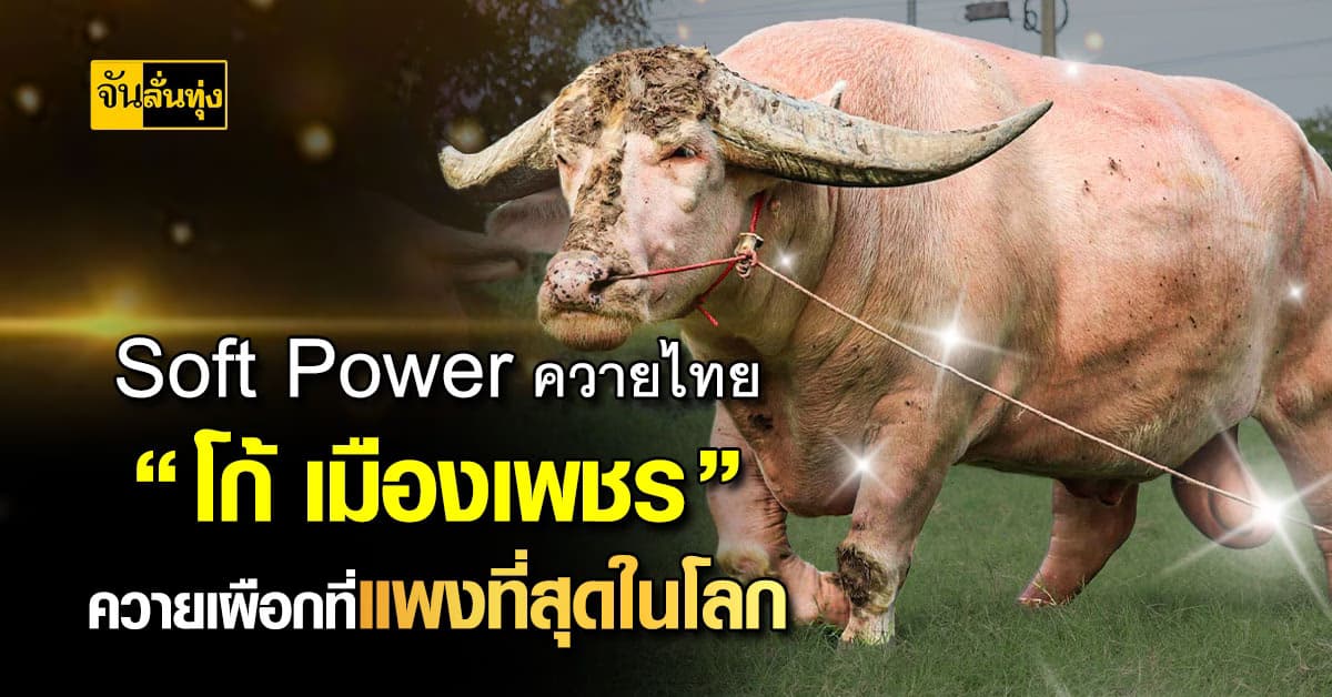 “โก้ เมืองเพชร” Soft Power ควายไทยแพงที่สุดในโลก