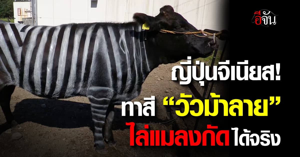 ญี่ปุ่นคว้าอิกโนเบล ทาสี “วัวม้าลาย” วิจัยชี้ ลดแมลงกัดได้จริง 