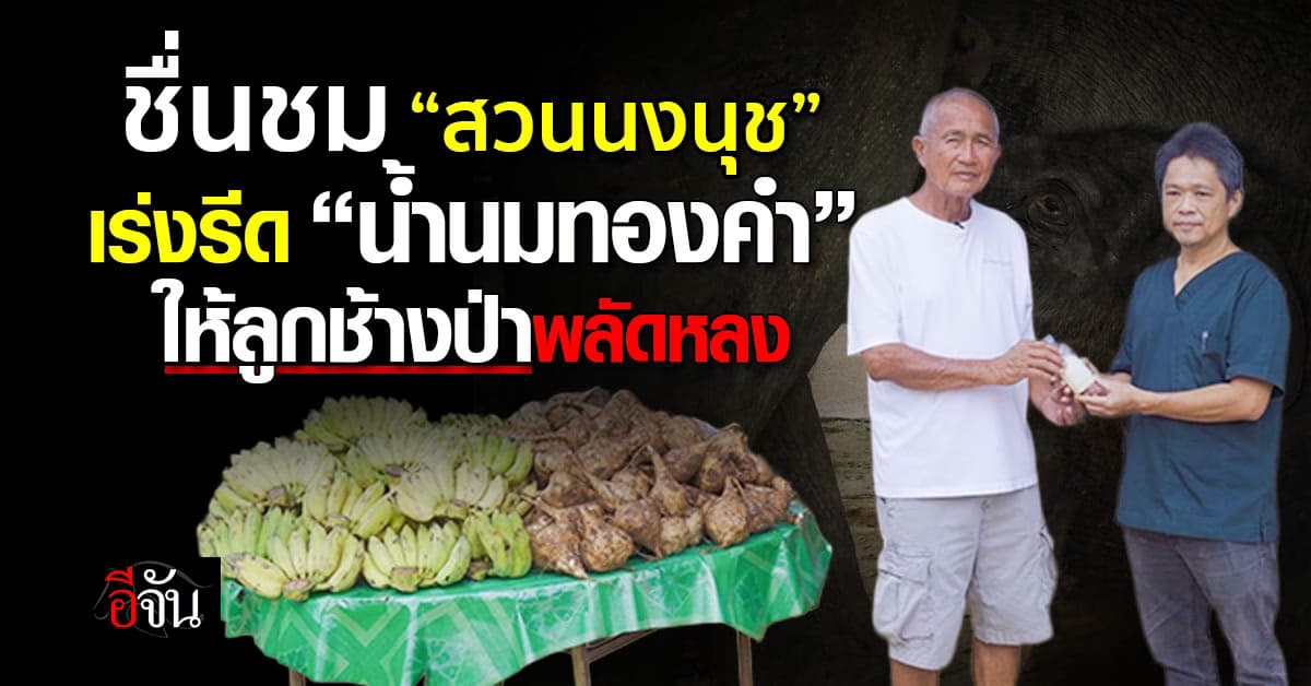 ชื่นชม! สวนนงนุชพัทยา เร่งรีด “น้ำนมทองคำ” เพื่อส่งให้ลูกช้างป่าพลัดหลง 