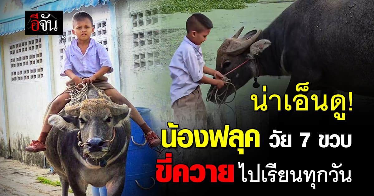 ชาวเน็ตแห่เอ็นดู! น้องฟลุค วัย 7 ขวบ ขี่ควายไปโรงเรียนทุกวัน