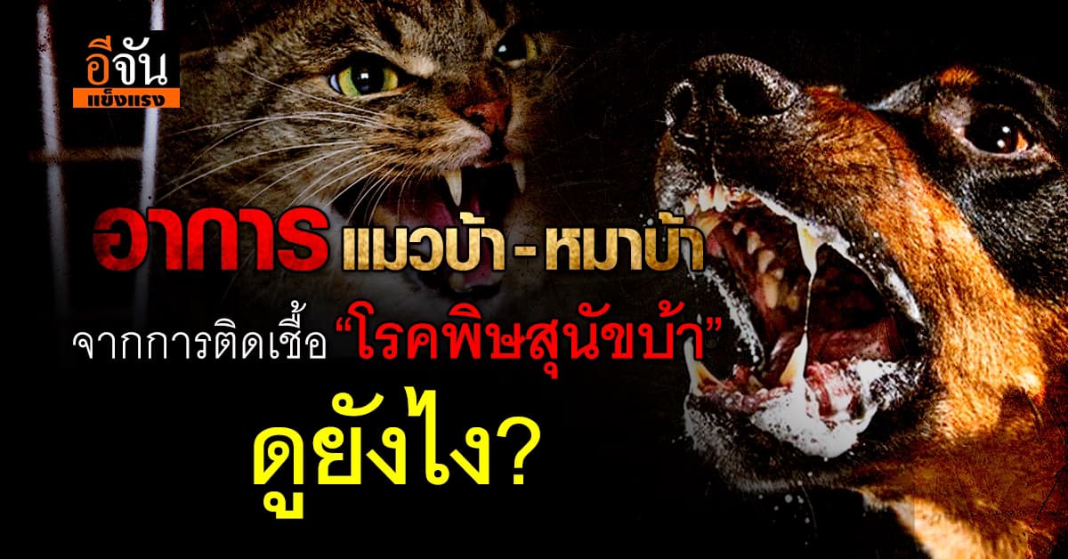 วิธีสังเกตอาการ “แมวบ้า หมาบ้า” จากการติดเชื้อ “โรคพิษสุนัขบ้า”