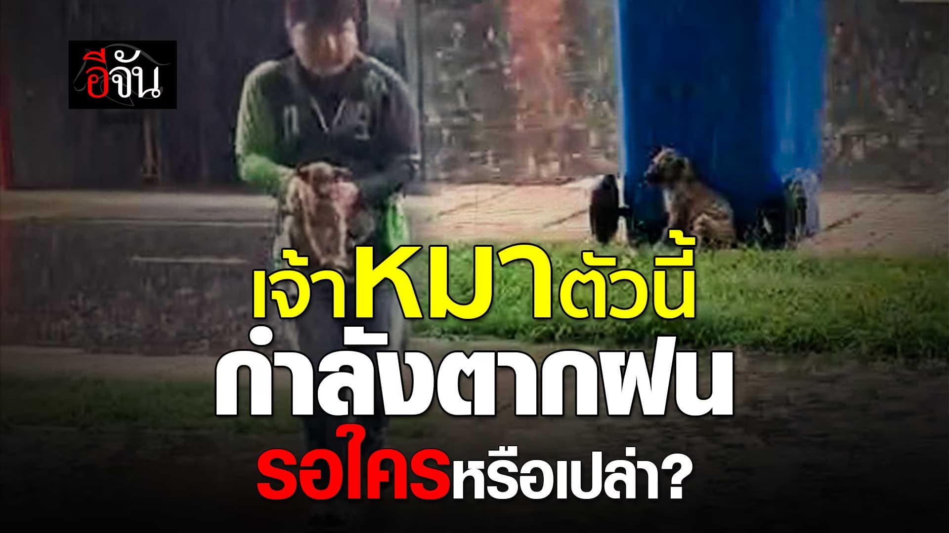 🎬 หนุ่มไรเดอร์ ฝ่าฝน ช่วยหมาน้อยนั่งตากฝน