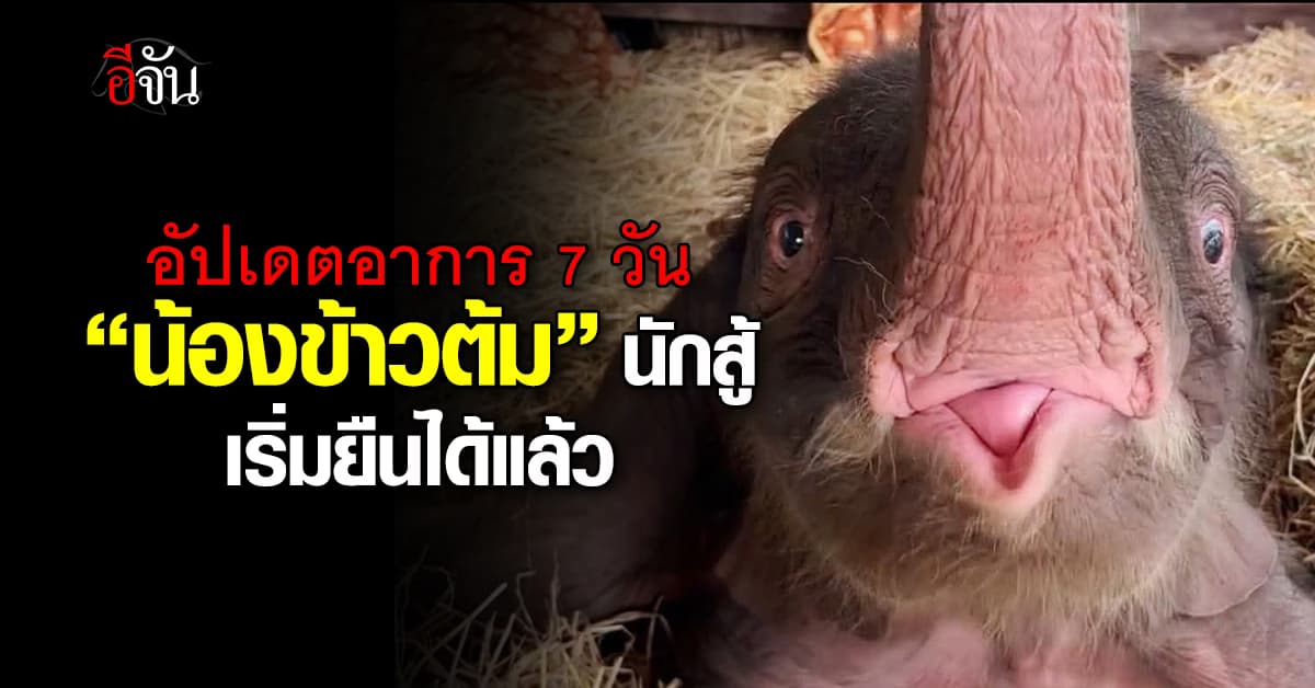 ส่งกำลังใจ! ‘น้องข้าวต้ม’ ลูกช้างป่าพลัดหลง 7 วันอาการเริ่มดีขึ้น