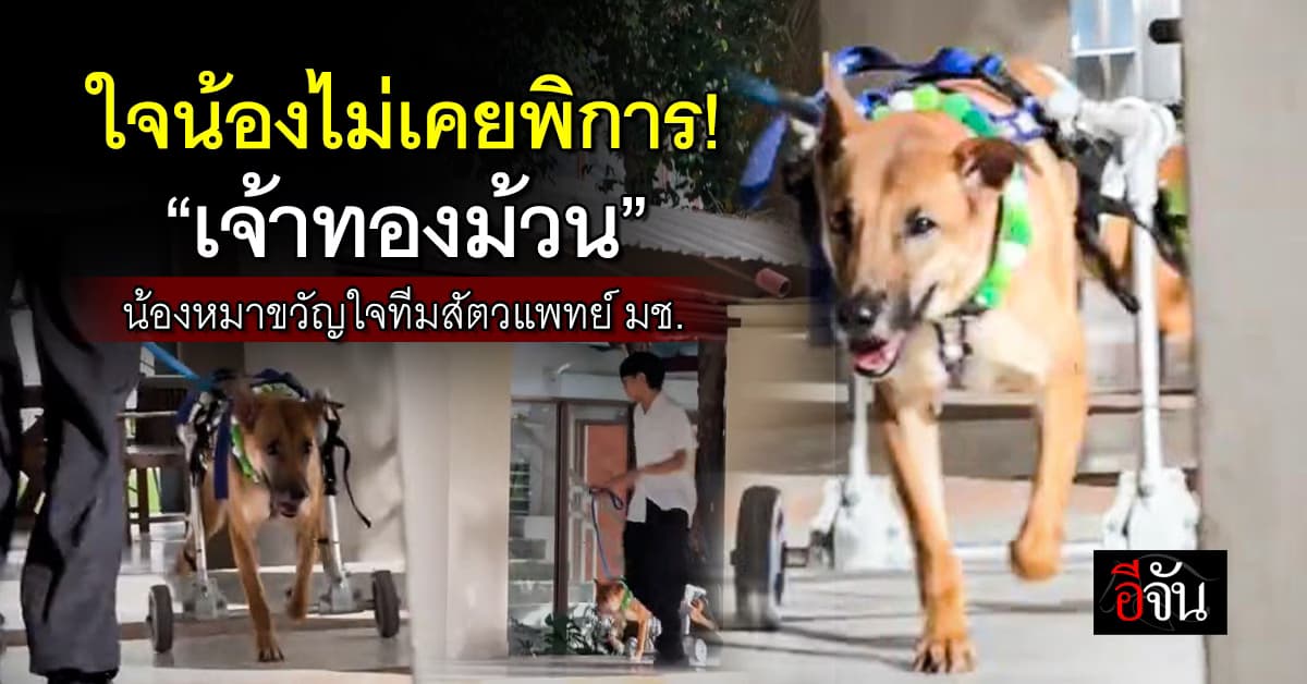 รู้จัก “ทองม้วน” หมาพิการขวัญใจคณะสัตวแพทย์ มช.  