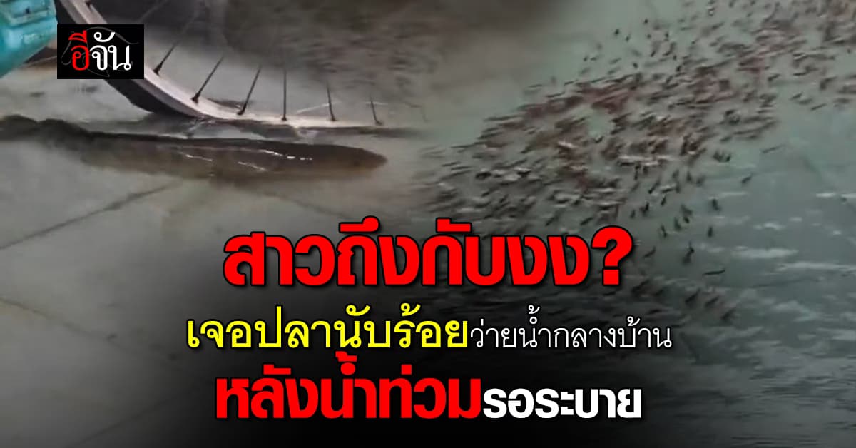 มากันเยอะเกิน! สาวถึงกับงง เจอปลานับร้อยว่ายน้ำกลางบ้านที่น้ำท่วม 