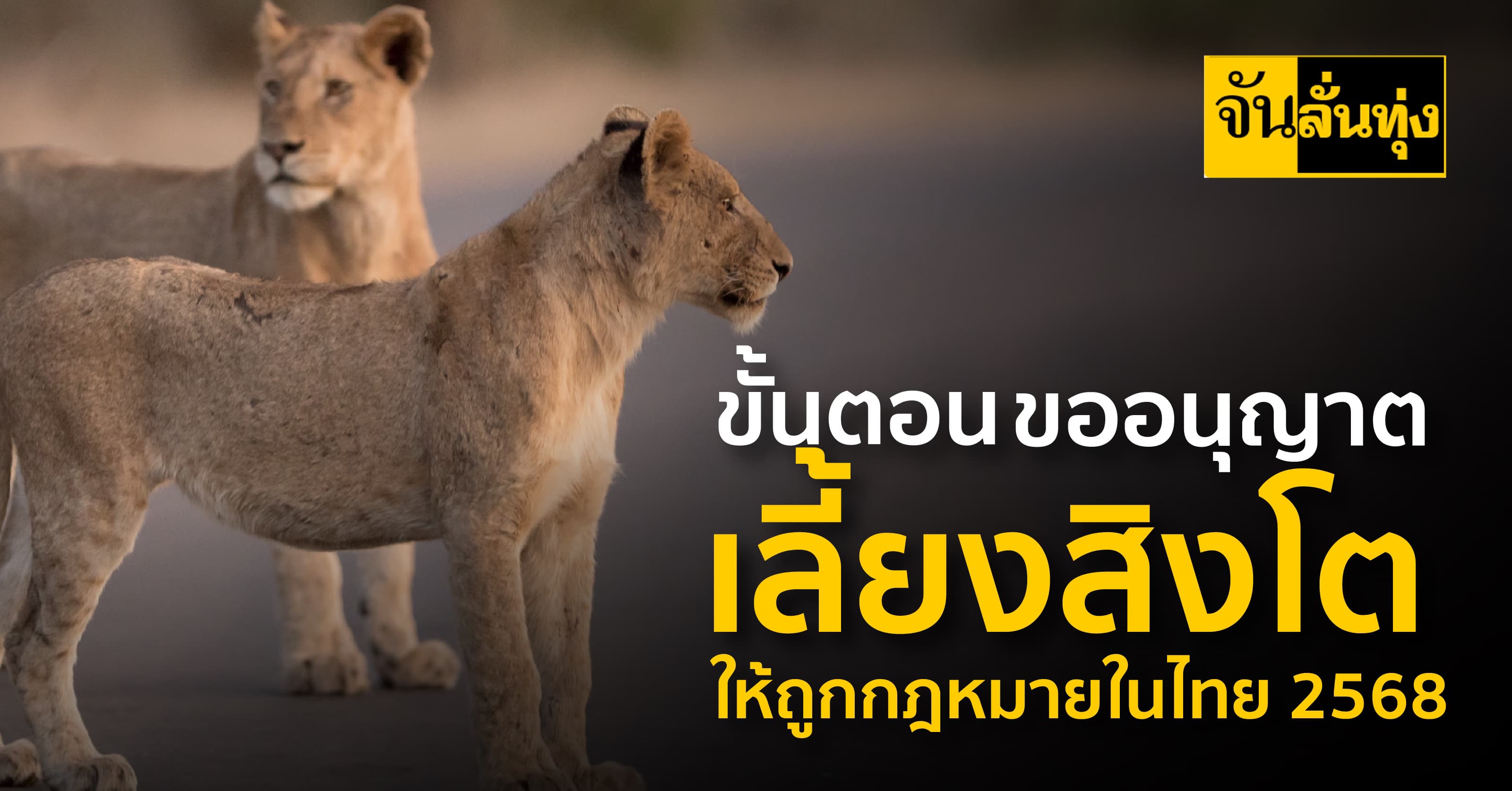 ขั้นตอนขออนุญาตเลี้ยงสิงโตให้ถูกกฎหมายในไทย 2568 