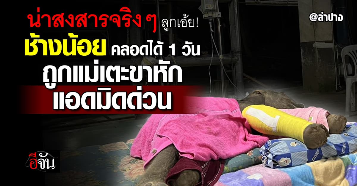 ส่งกำลังใจช้างน้อย เกิดได้ 1 วัน ถูกแม่เตะขาหัก ทีมหมอเร่งช่วย หวังให้ยืนได้อีกครั้ง