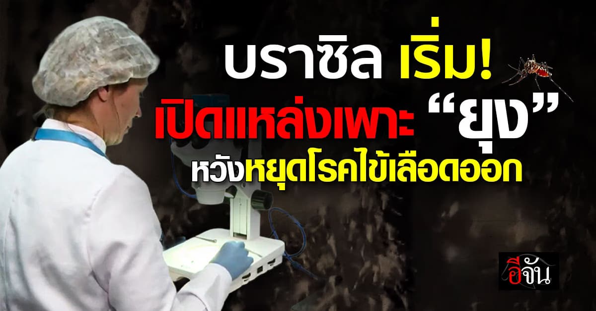 บราซิล เปิดฟาร์มเพาะ ‘ยุง’ หวังหยุดโรคระบาดจากยุง 