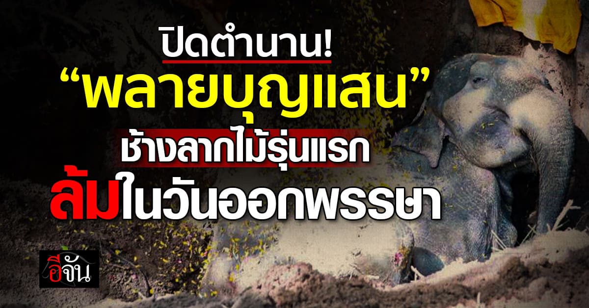 ปิดตำนาน “พลายบุญแสน” ช้างตระกูลแสนล้มในวัย 61 ปี  