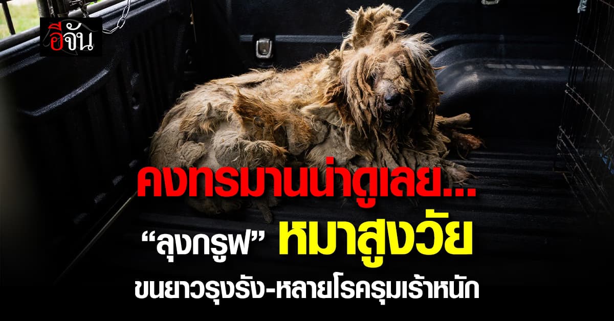 “ลุงกรูฟ” หมาสูงวัย อายุมากเเถมป่วยโรคผิวหนัง จนท.รุดช่วยเหลือ 