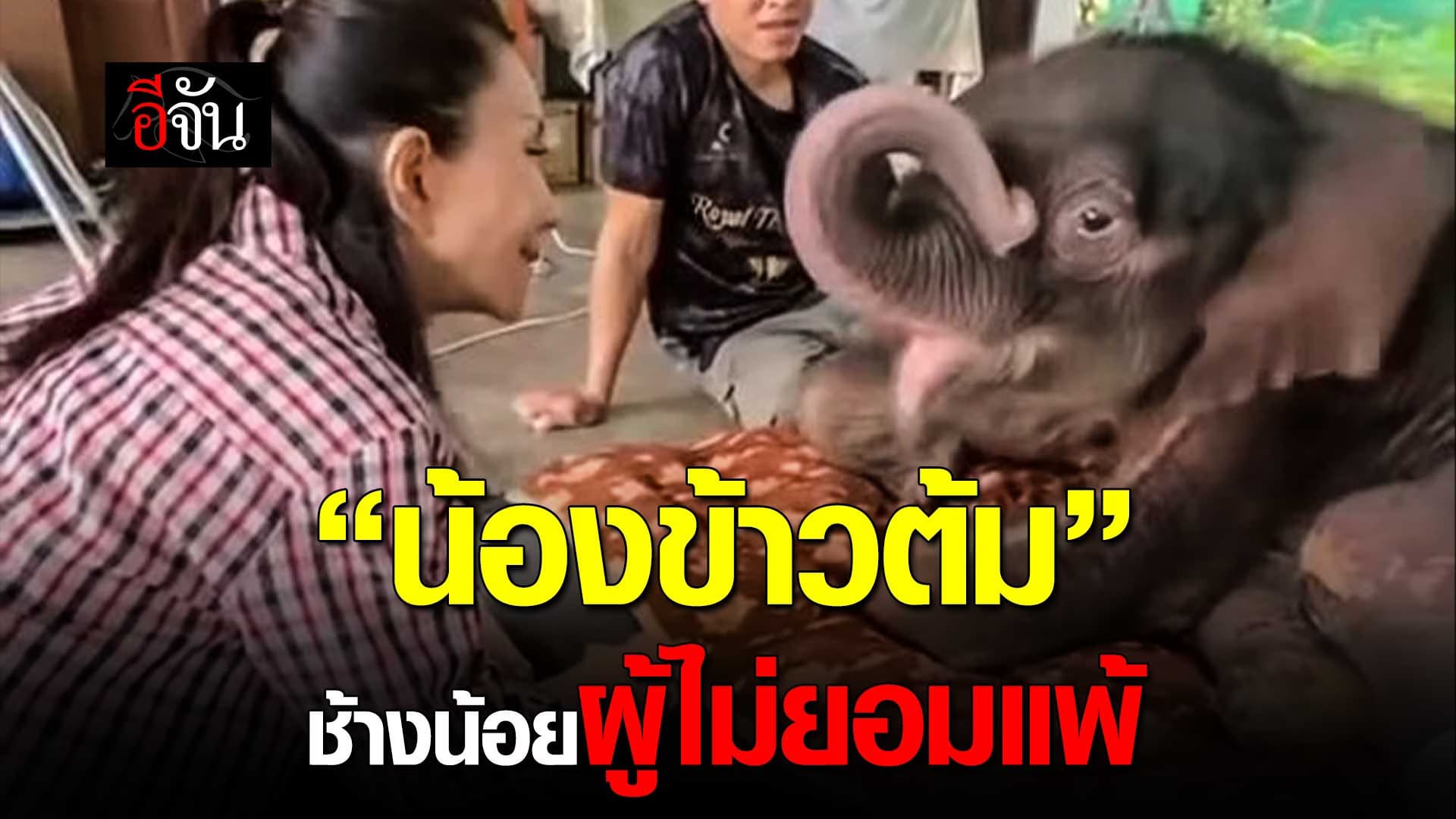 🎬 “น้องข้าวต้ม” ช้างน้อยผู้ไม่ยอมแพ้