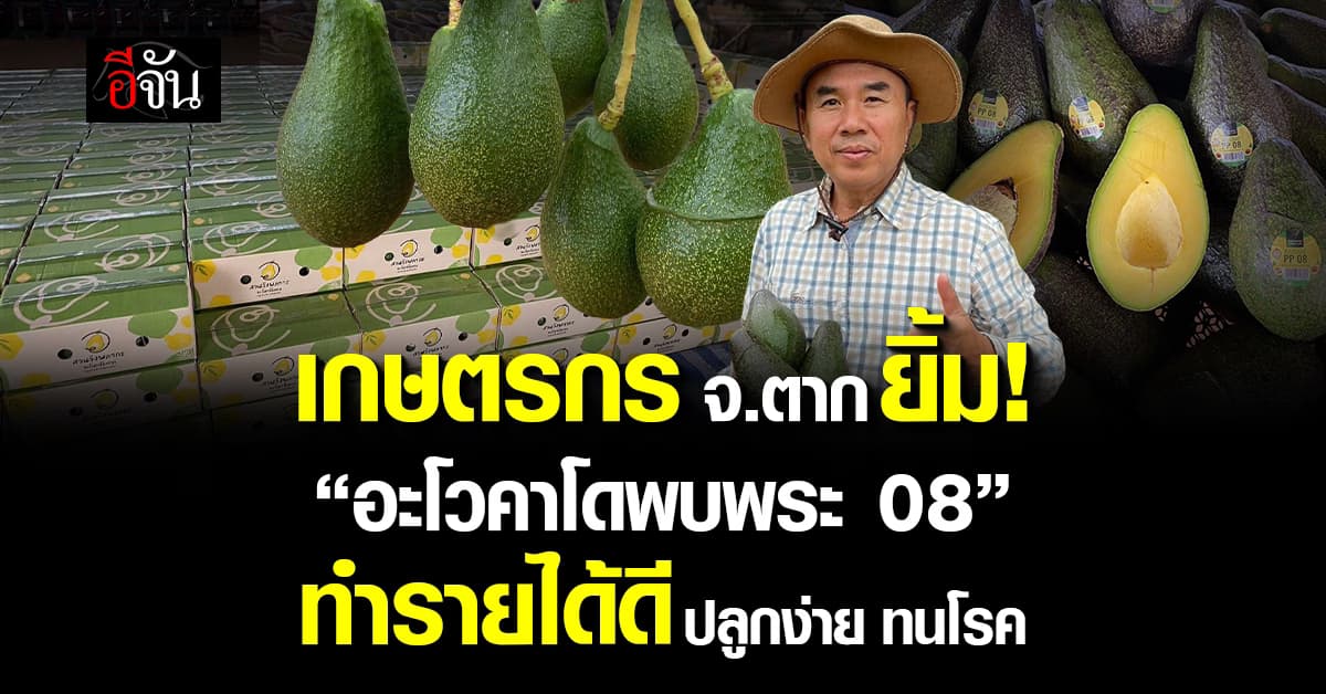 เกษตรกร จ.ตาก ยิ้ม!  “อะโวคาโดพบพระ 08” ปลูกง่าย รายได้ดี ทนโรค