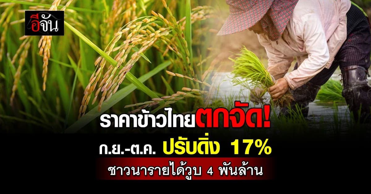 ราคาข้าวไทยตกจัด ก.ย.-ต.ค. ปรับดิ่ง 17% ชาวนารายได้วูบ 4 พันล้าน