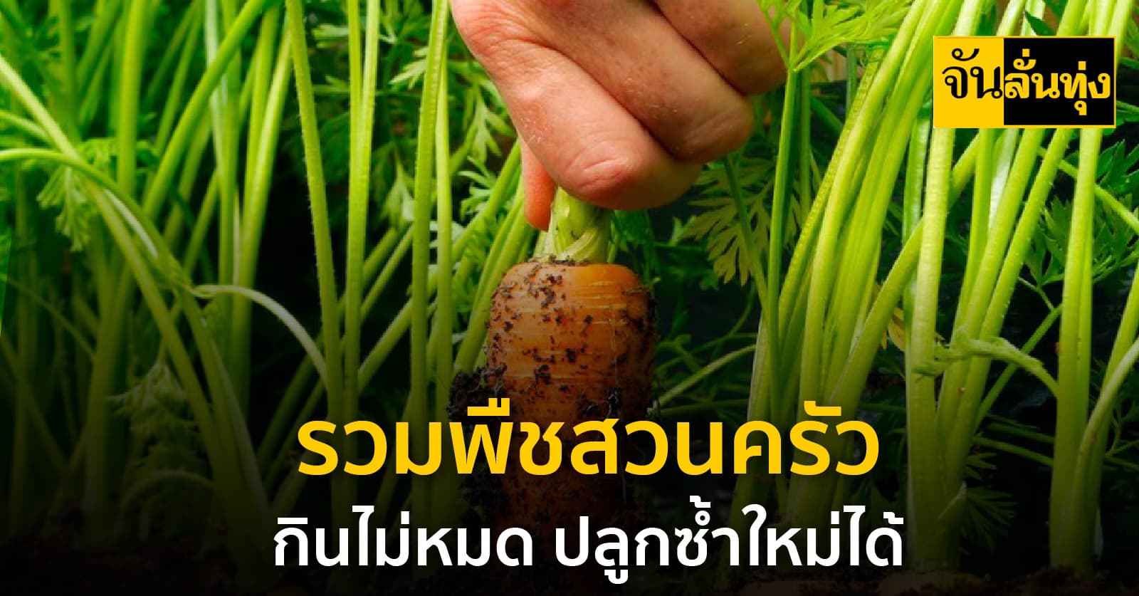 รวมพืชสวนครัว กินไม่หมด ปลูกซ้ำใหม่ได้