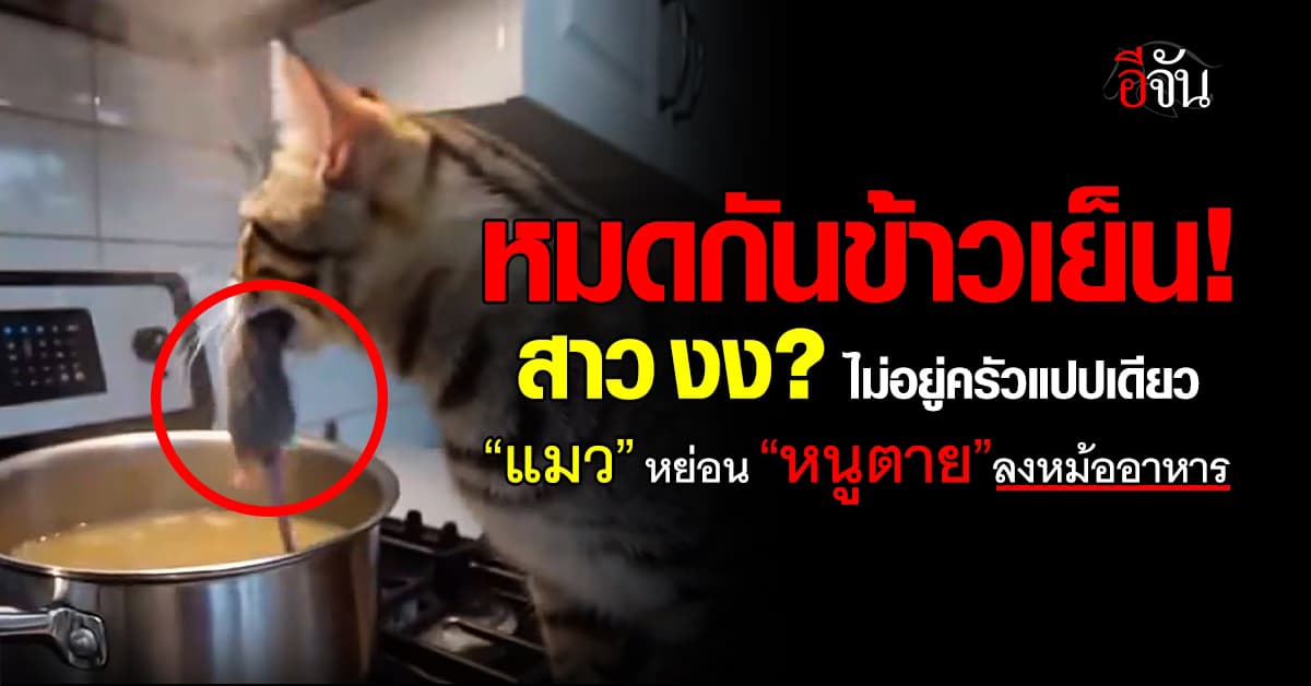 สาว งงหนัก? ไม่อยู่ครัวแปปเดียว “แมว” คาบ “หนูตาย”ลงหม้ออาหาร 