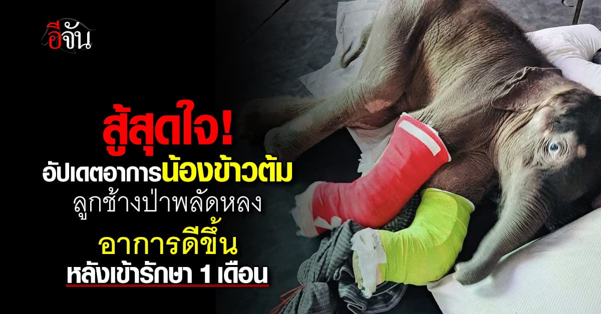 “หนูเดินได้แล้วนะ!” น้องข้าวต้ม ลูกช้างป่าพลัดหลง รักษานาน 1 เดือน เริ่มมีแรงลุกยืนอีกครั้ง