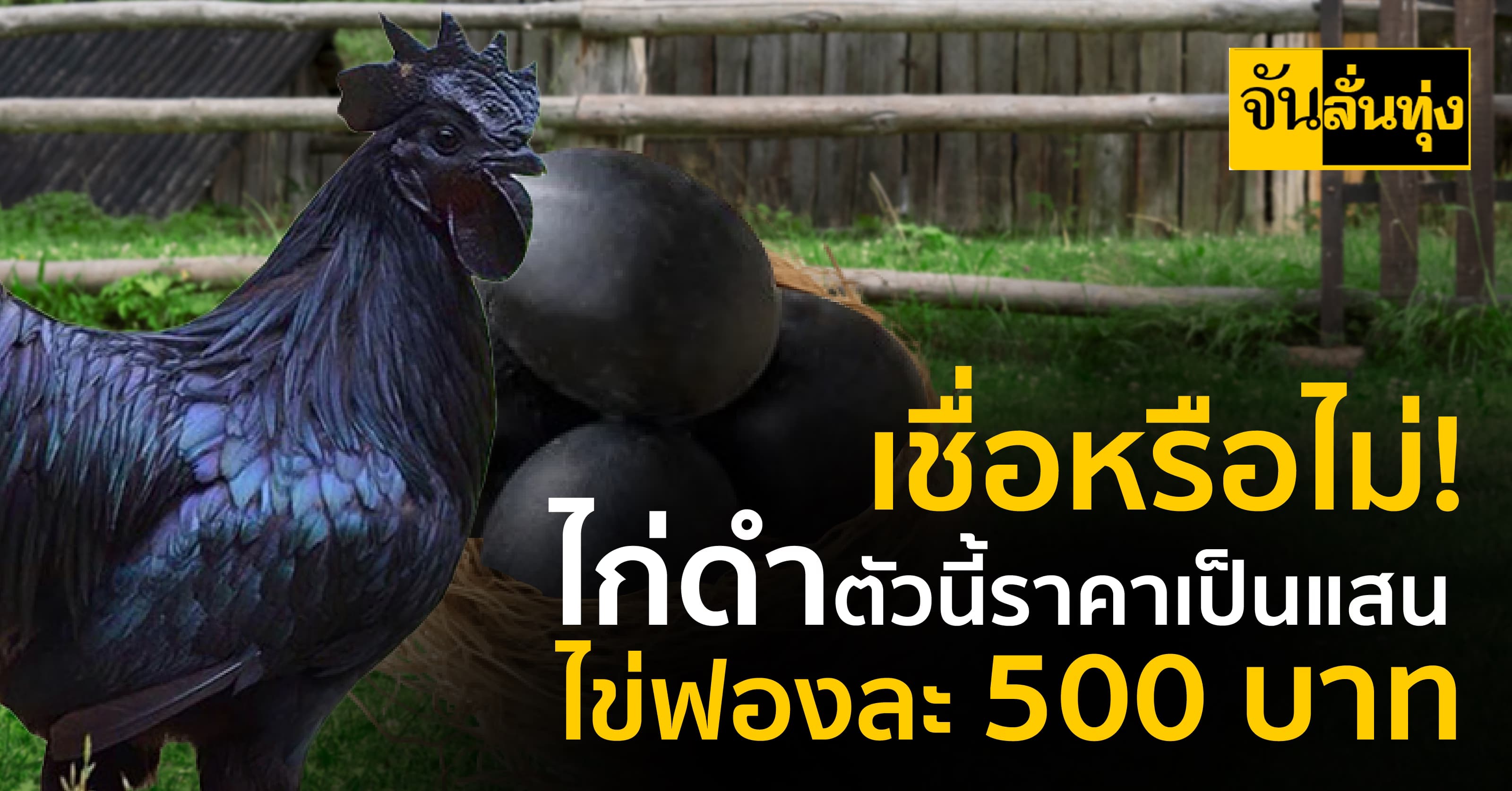 ‘ไก่ดำอินโด’แพงที่สุดในโลก ตัวเป็นแสน ไข่ฟองละ 500