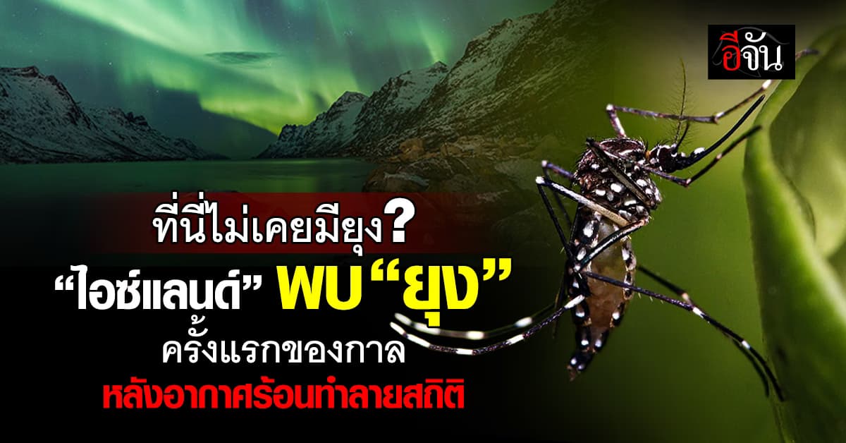 ไอซ์แลนด์ พบ “ยุง” ครั้งแรกในประวัติศาสตร์ หลังภูมิอากาศอุ่นขึ้น 