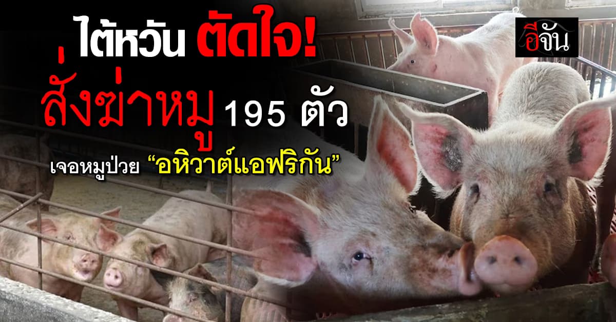 ไต้หวัน สั่งฆ่าหมู 195 ตัว หลังพบหมูป่วย “อหิวาต์แอฟริกัน”