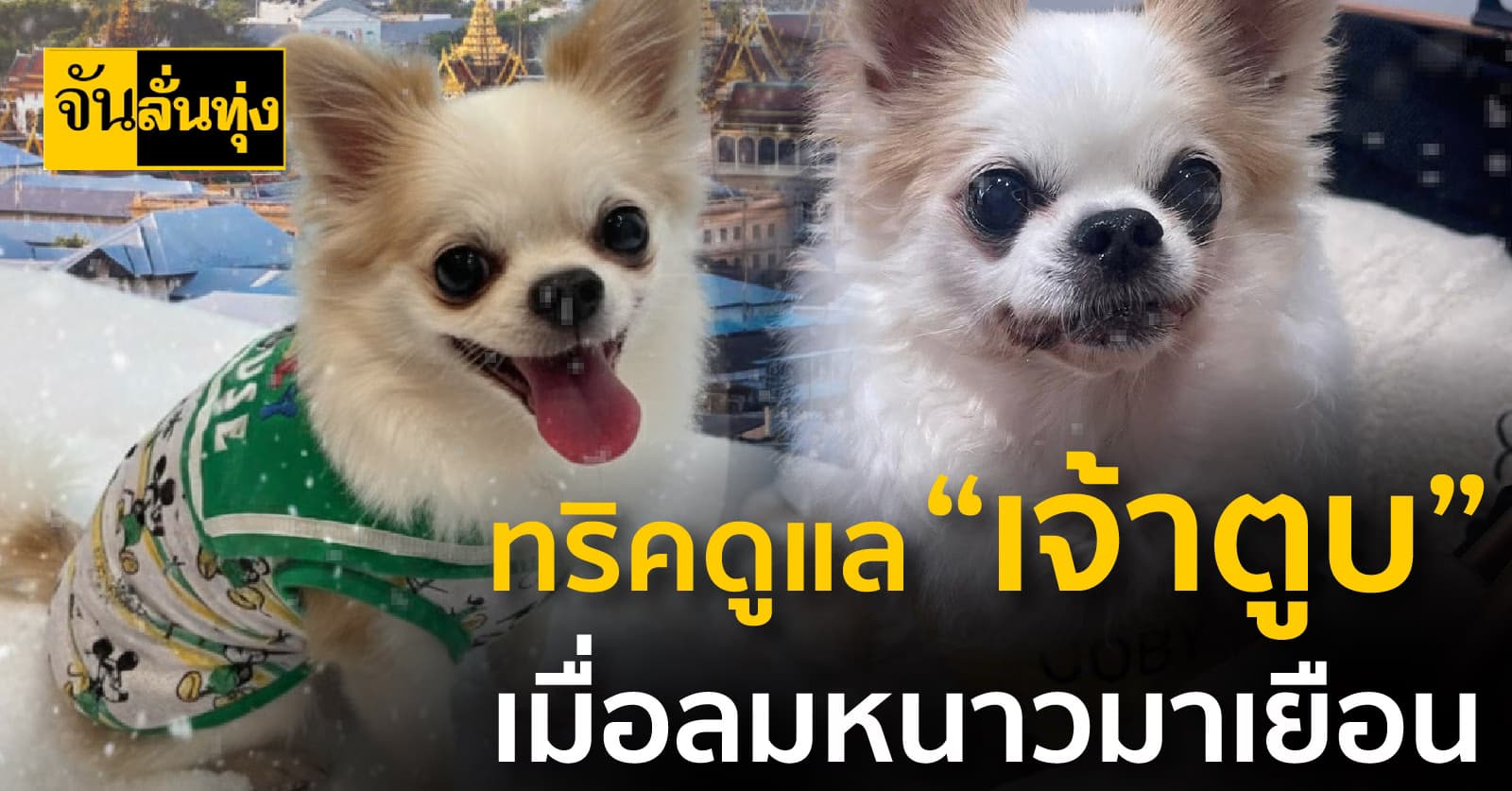 ทริคดูแล “เจ้าตูบ” เมื่อลมหนาวมาเยือน