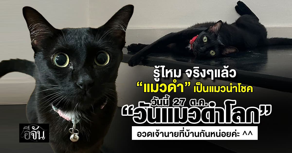 27 ต.ค. 68 วันแมวดำโลก กับ ความจริงเกี่ยวกับแมวดำที่หลายคนเข้าใจผิด