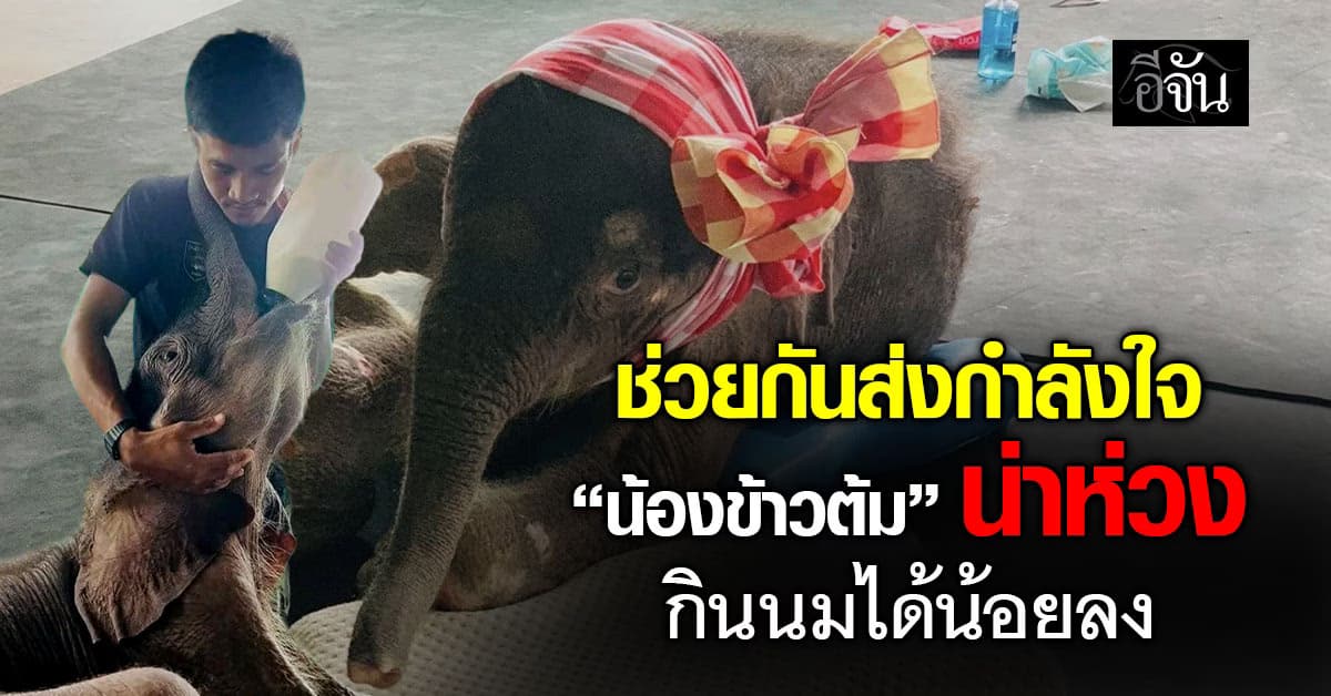 น่าห่วง ! น้องข้าวต้ม ช้างน้อยนักสู้ กินนมน้อยลง ขอทุกคนส่งกำลังใจ