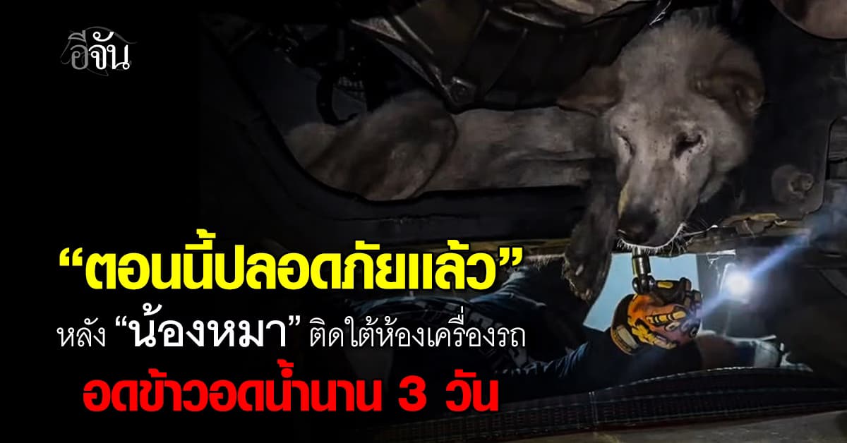ดีนะลูกที่มีคนเอะใจ! จนท. ได้รับเเจ้ง น้องหมาติดใต้ห้องเครื่องรถกระบะ 