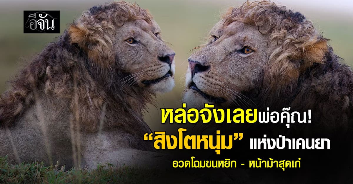 ละลายอ่ะบอกเลย! สิงโตหนุ่มหล่อแห่งป่าเคนยา หล่อเท่ไม่เหมือนใคร 