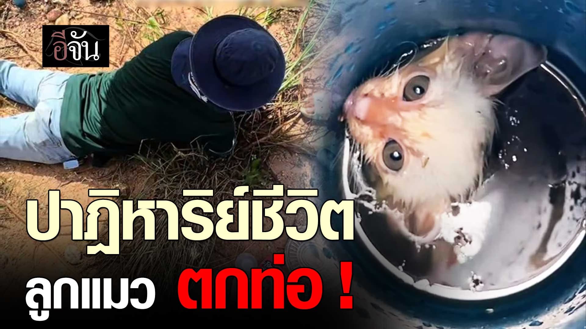 🎬 ปาฎิหาริย์ชีวิต ช่วยลูกแมวน้อยตกท่อ