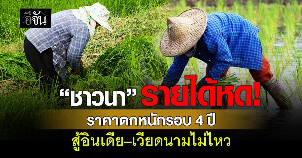 “ชาวนา” รายได้หด ราคาตกหนักรอบ 4 ปี สู้อินเดีย–เวียดนามไม่ไหว