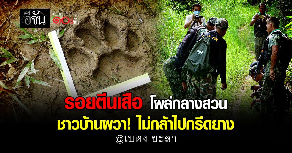 ชาวบ้านผวา! ไม่กล้าเข้ากรีดยาง หลังพบรอยตีนเสือขนาดใหญ่กลางสวน