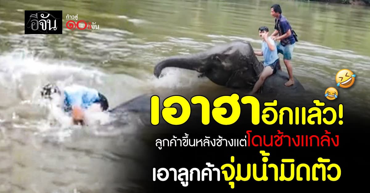  ช้างสุข คนจะร้องไห้! ลูกค้าขึ้นหลังช้างเเต่โดนช้างเอาลูกค้าจุ่มน้ำมิดตัว 