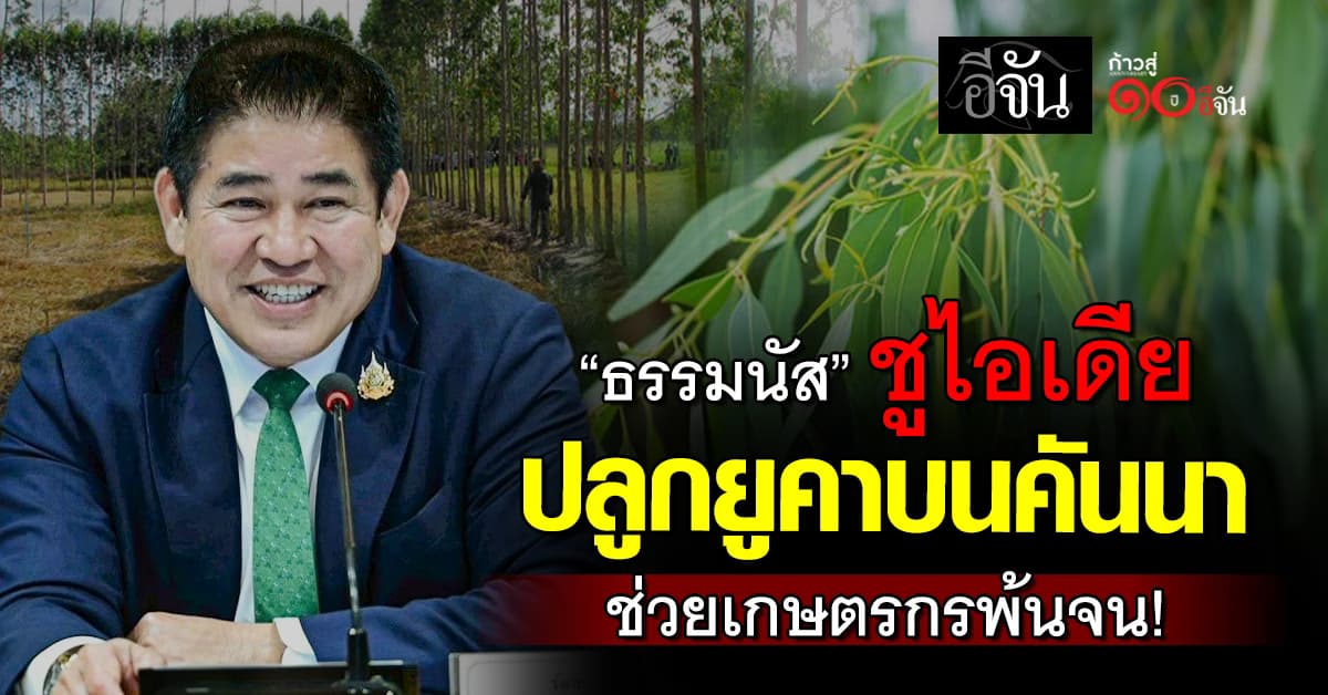 “ธรรมนัส” ปิ๊งไอเดีย ปลูกยูคาบนคันนา หนุนเกษตรกรมีรายได้สองต่อ