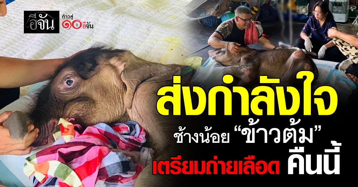 สัตวแพทย์ ลุยเต็มกำลัง ช่วย “น้องข้าวต้ม” เตรียมถ่ายเลือดคืนนี้