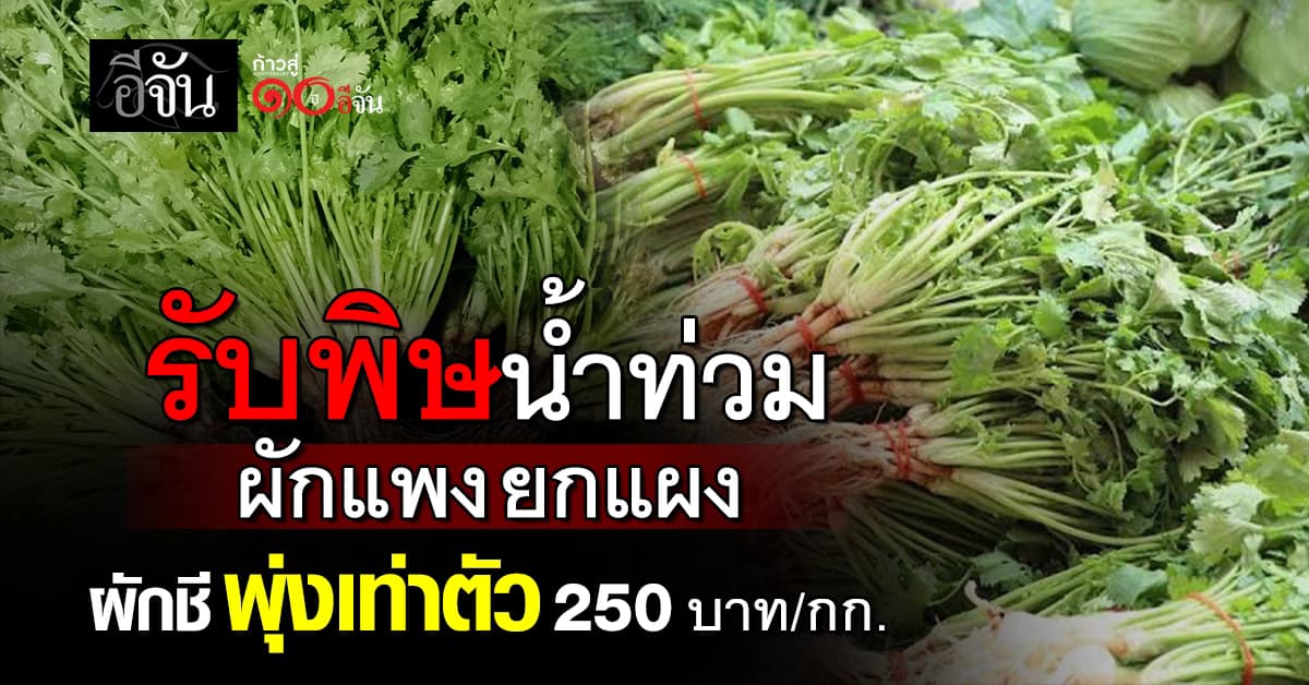 ผักแพง! รับพิษน้ำท่วม ผักชีพุ่งเท่าตัว 250 บาท/กก.
