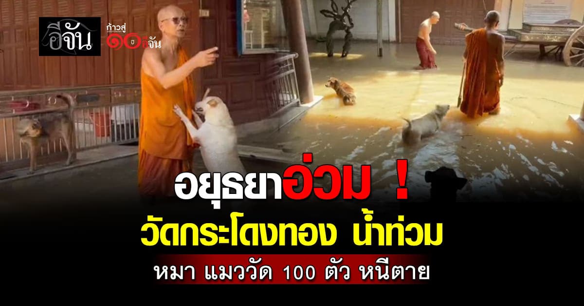 อยุธยาเดือดร้อนหนัก ! หมาแมว 100 กว่าชีวิต หนีตาย เอาชีวิตรอด