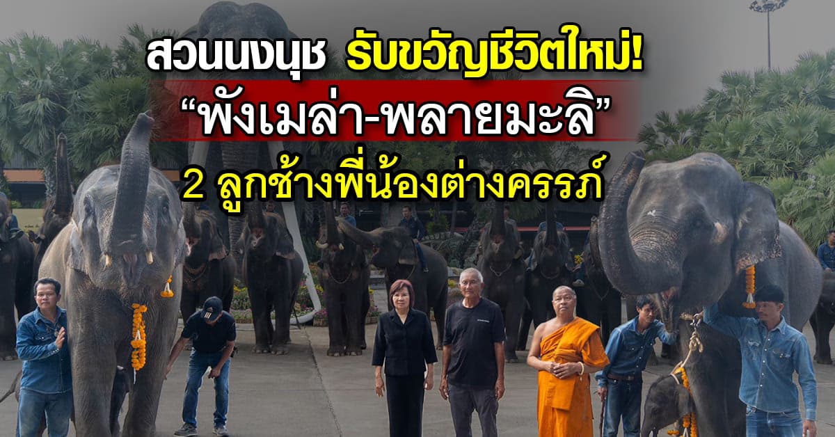 สวนนงนุชพัทยา จัดพิธีรับขวัญชีวิตใหม่! “พังเมล่า-พลายมะลิ” 2 ลูกช้างพี่น้องต่างครรภ์ 