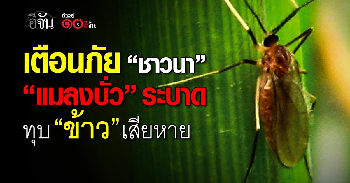 กรมส่งเสริมการเกษตร เตือนภัย “ชาวนา” ระวัง “แมลงบั่ว” ระบาด ทำลาย “ข้าว”