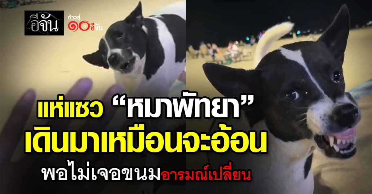 แห่แซว “หมาพัทยา” เดินมาเหมือนจะอ้อน พอไม่เจอขนมอารมณ์เปลี่ยนทันที 