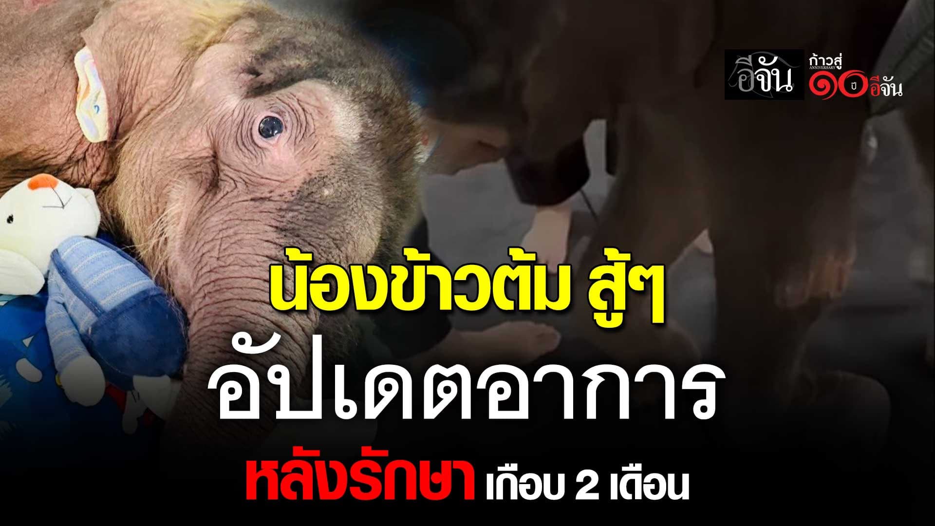 🎬 น้องข้าวต้ม สู้ๆ อัปเดตอาการ หลังรักษา เกือบ 2 เดือน