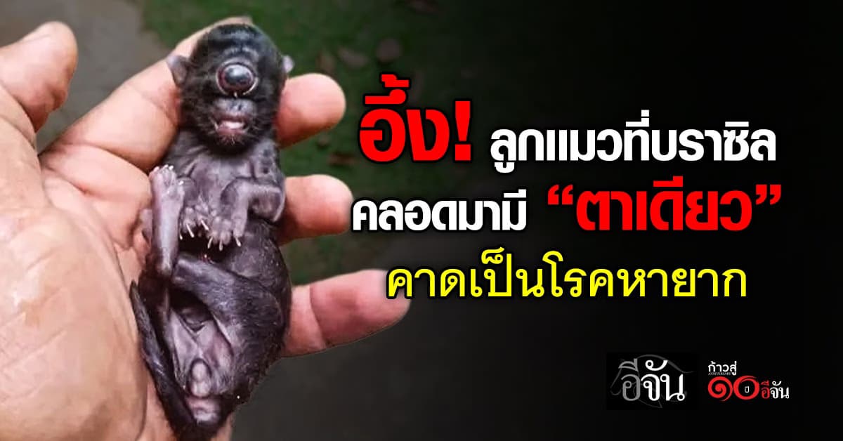  งงกันหมดเลย! ลูกเเมวที่บราซิล คลอดมามี “ตาเดียว” ทำอึ้งทั้งโซเชียล