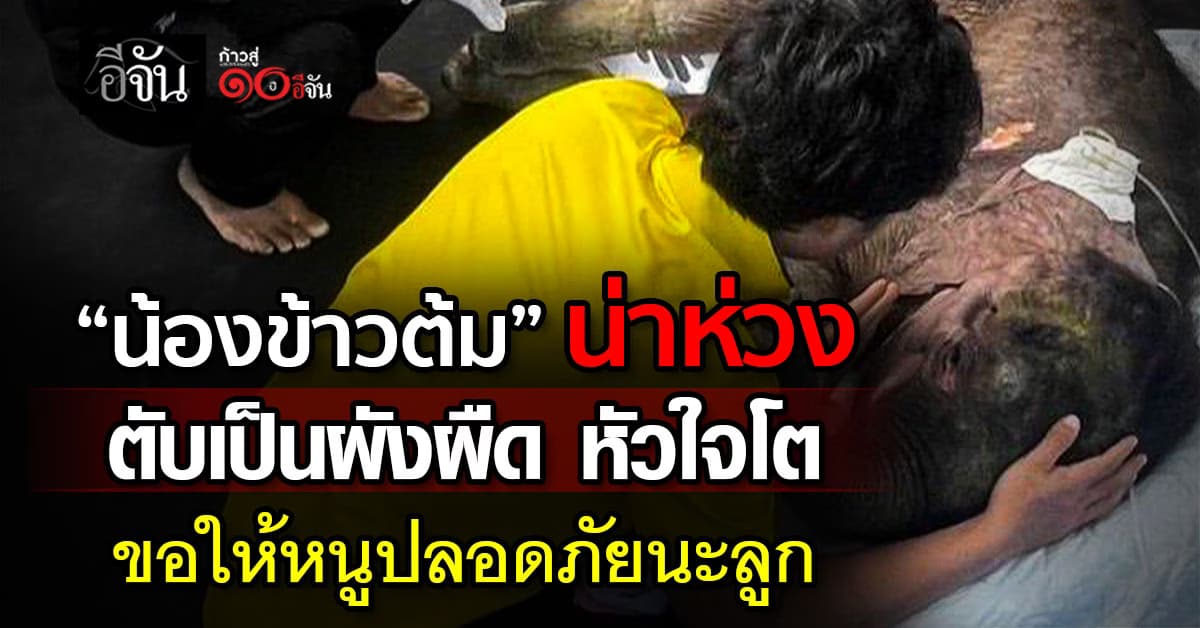 น่าห่วง ! อาการลูกช้างป่า “น้องข้าวต้ม” ตับเป็นผังผืด-หัวใจโต ต้องดูแลใกล้ชิด