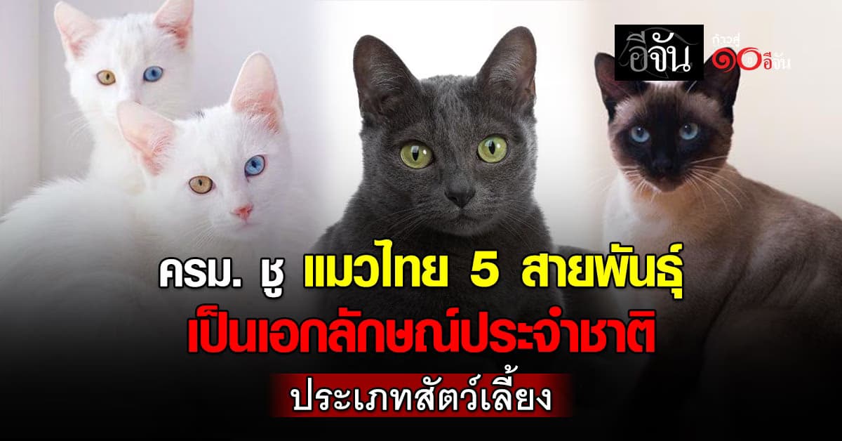 ครม. ชู แมวไทย 5 สายพันธุ์  เป็นเอกลักษณ์ประจำชาติ ประเภทสัตว์เลี้ยง