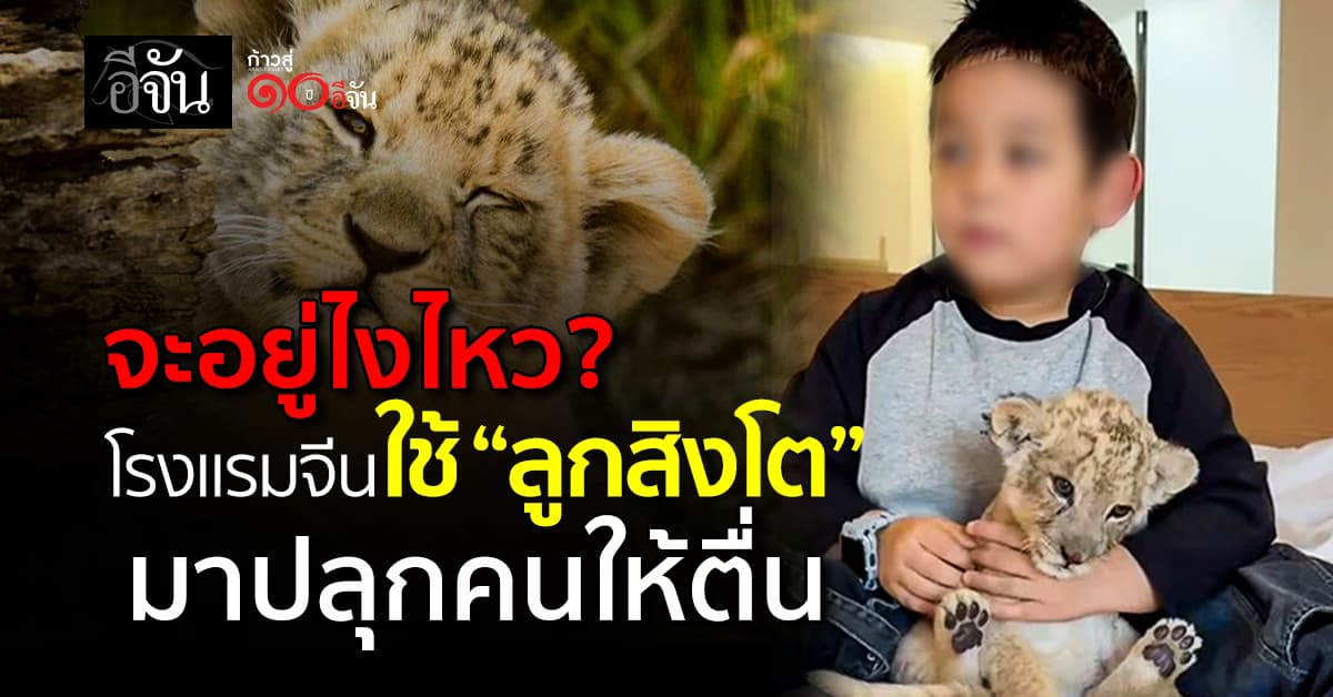 โรงแรมจีน ผุดไอเดียใช้ “ลูกสิงโต” ปลุกคนเข้าพัก